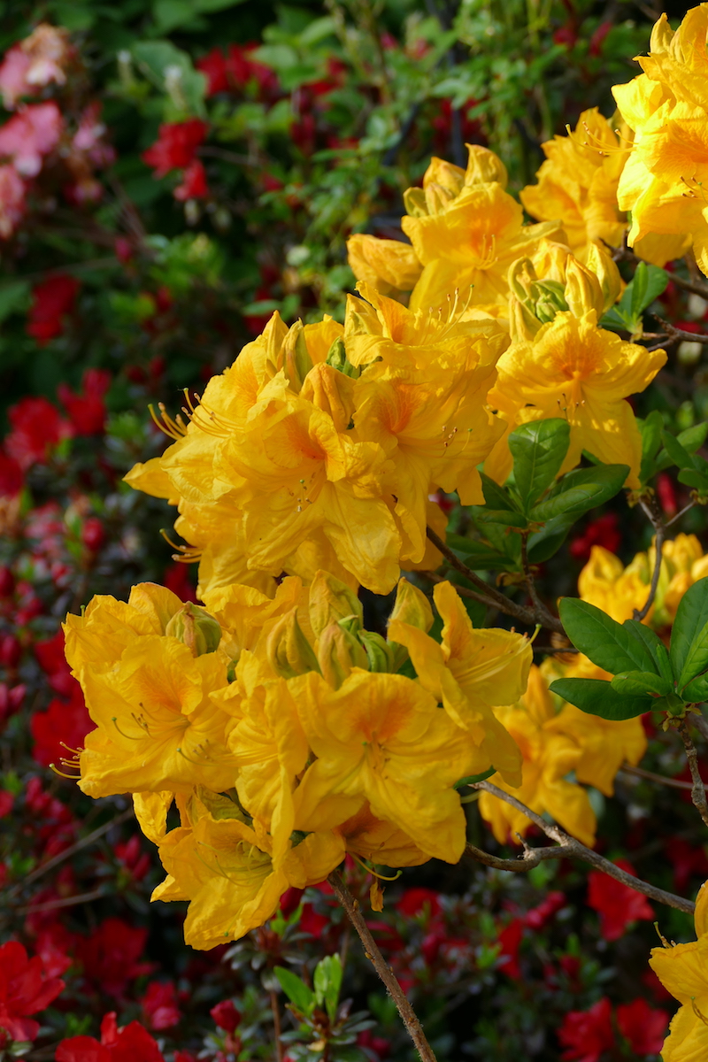 Unknown hybrid